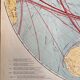 Old Map of Mines and Energy Sources — Northern Hemisphere | Oil,