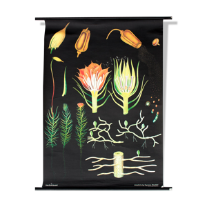 Affiche pédagogique faune et illustration
