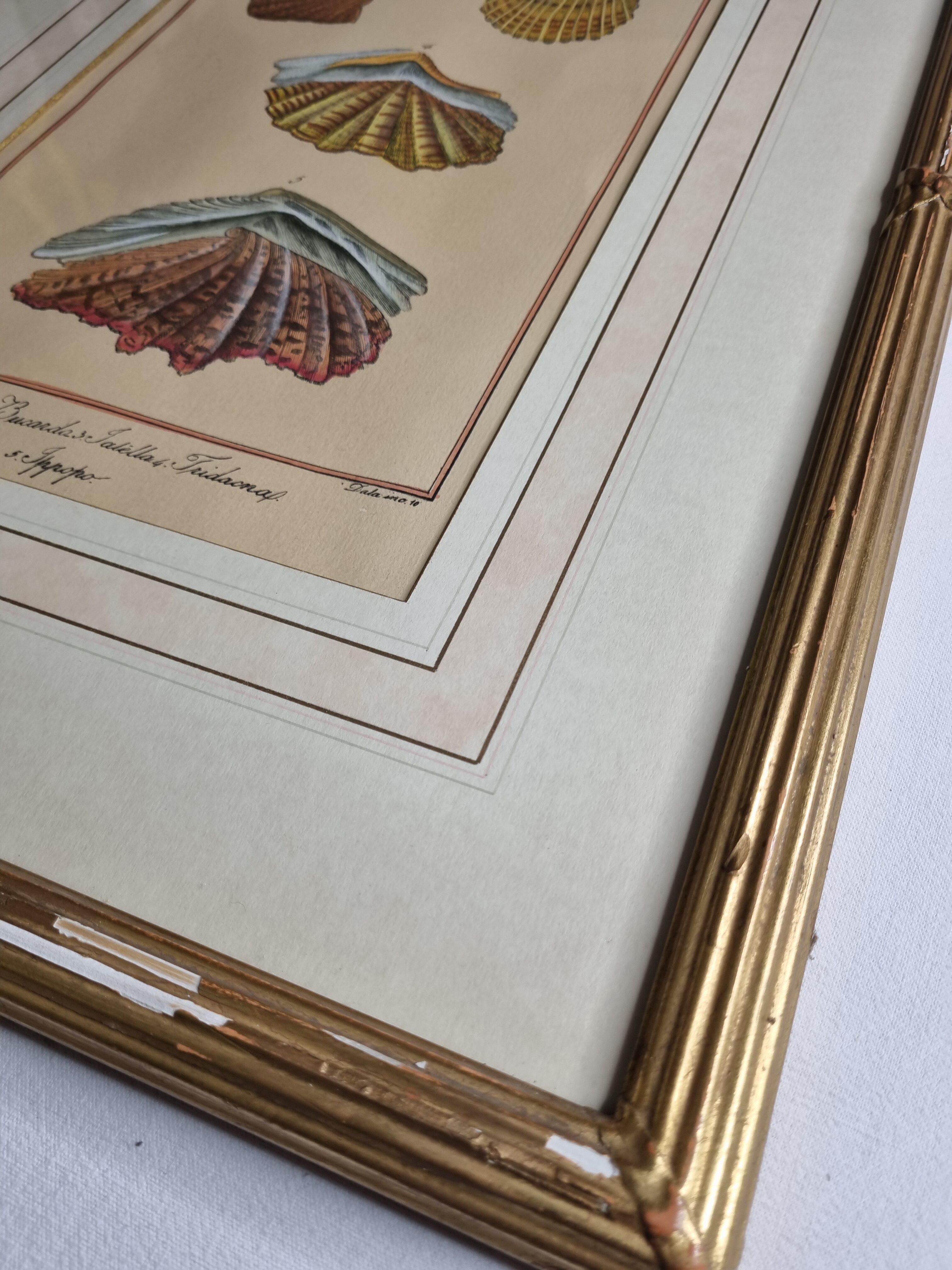 Natural History Plate, Conchyliology, signed, XVIIIth