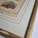 Natural History Plate, Conchyliology, signed, XVIIIth