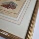 Natural History Plate, Conchyliology, signed, XVIIIth