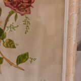Tableau ancien, gouache sur papier, composition florale avec roses, encadré, sous verre