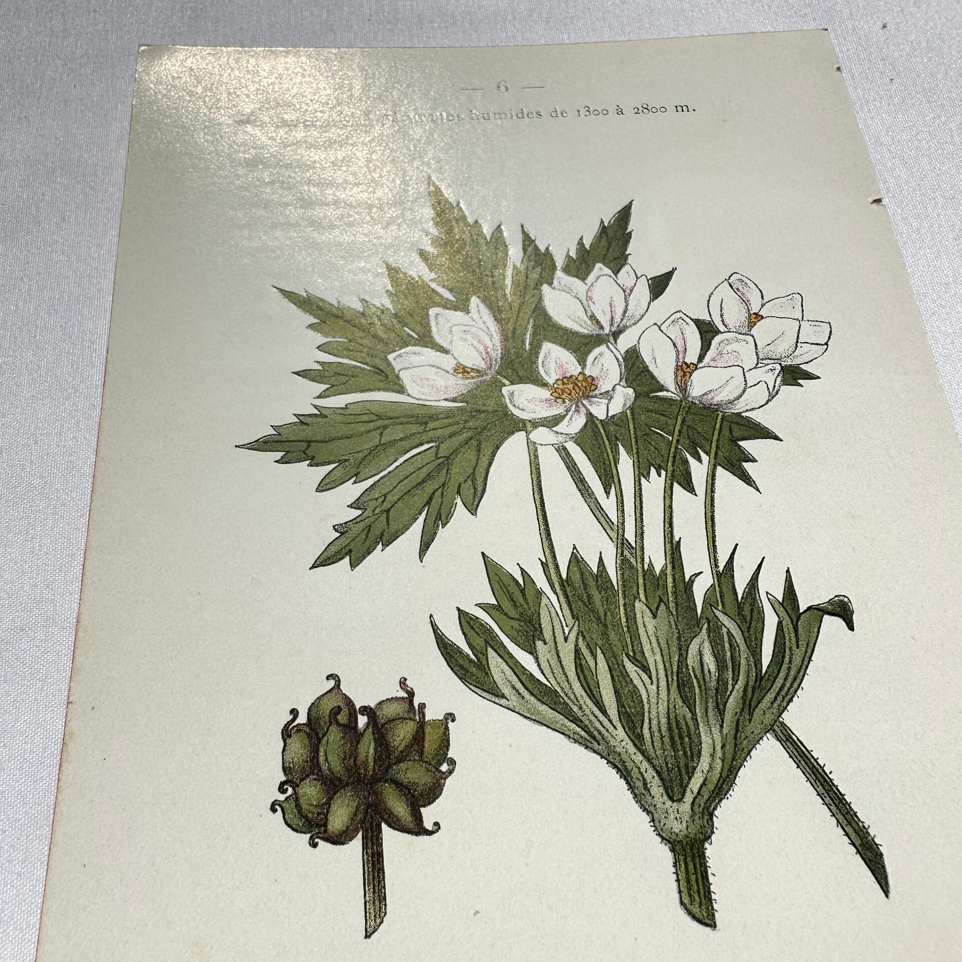 Old botanical engraving from the 19th century – Coloured botanical plates