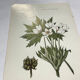 Old botanical engraving from the 19th century – Coloured botanical plates