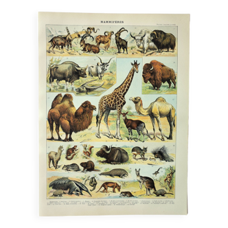 Gravure ancienne de 1898 • Mammifères 2, animaux, zoologie • Affiche originale et vintage