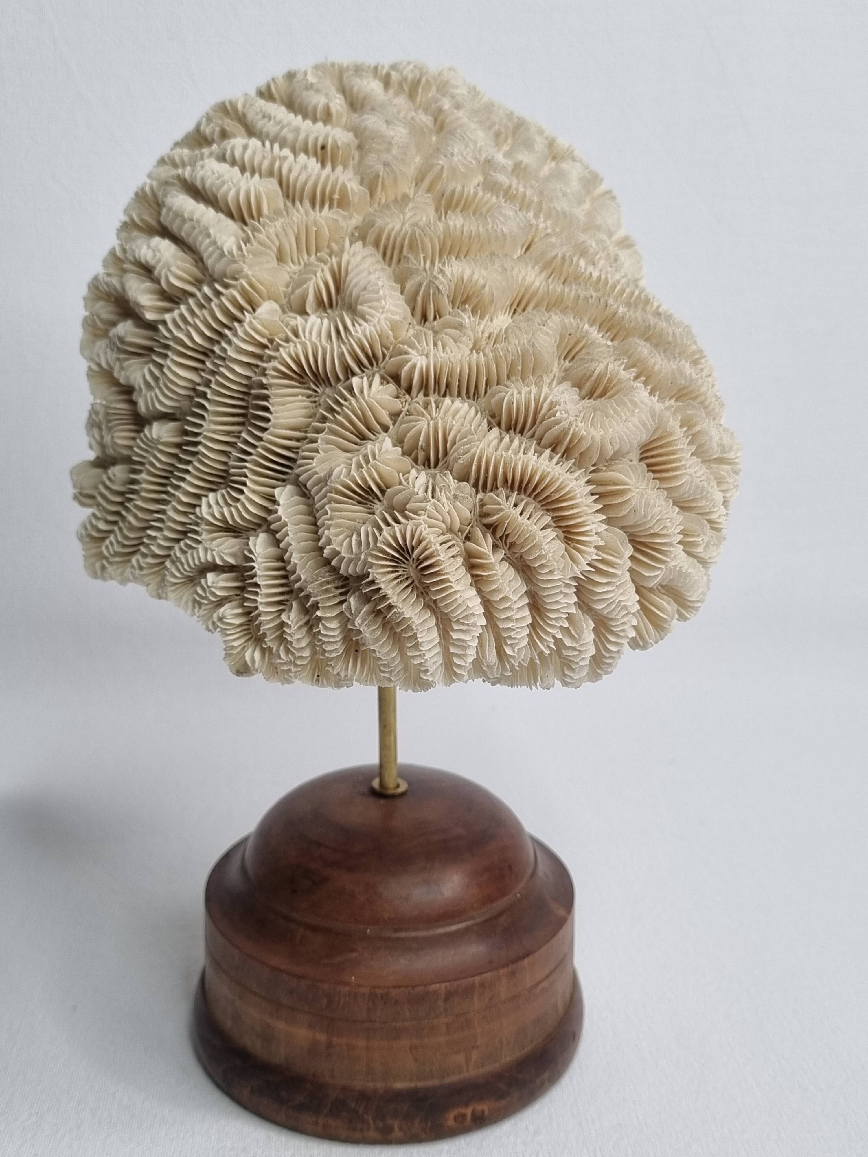 Antique Neptune coral on turned wooden base, 21 cm
