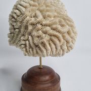 Antique Neptune coral on turned wooden base, 21 cm