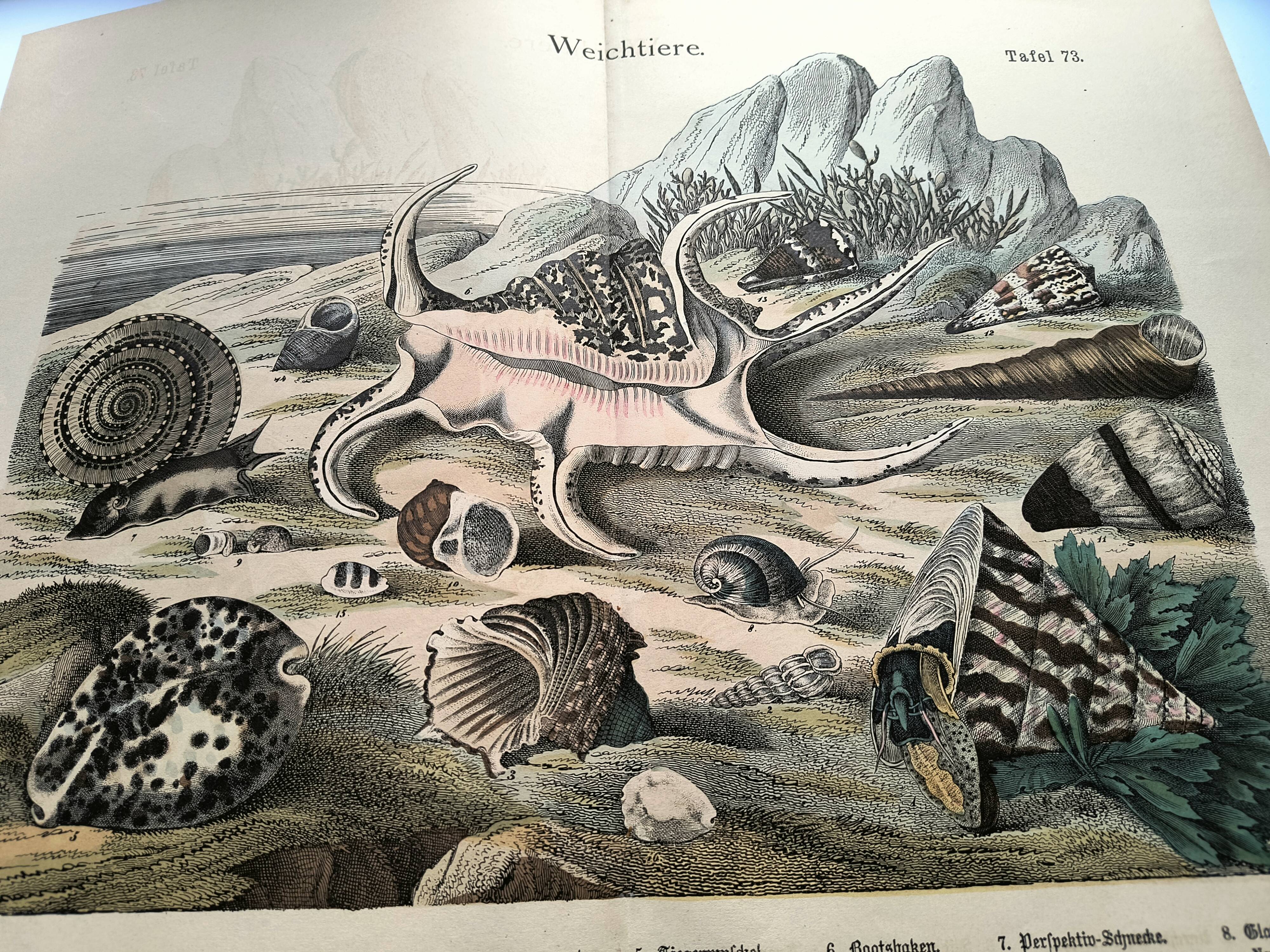 Gravure ancienne 1886 - Coquillages et mollusques 1.Lithographie planche