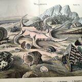 Gravure ancienne 1886 - Coquillages et mollusques 1.Lithographie planche