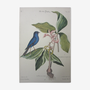 Bird engraving, blue linotte, repro Catesby/Seligmann