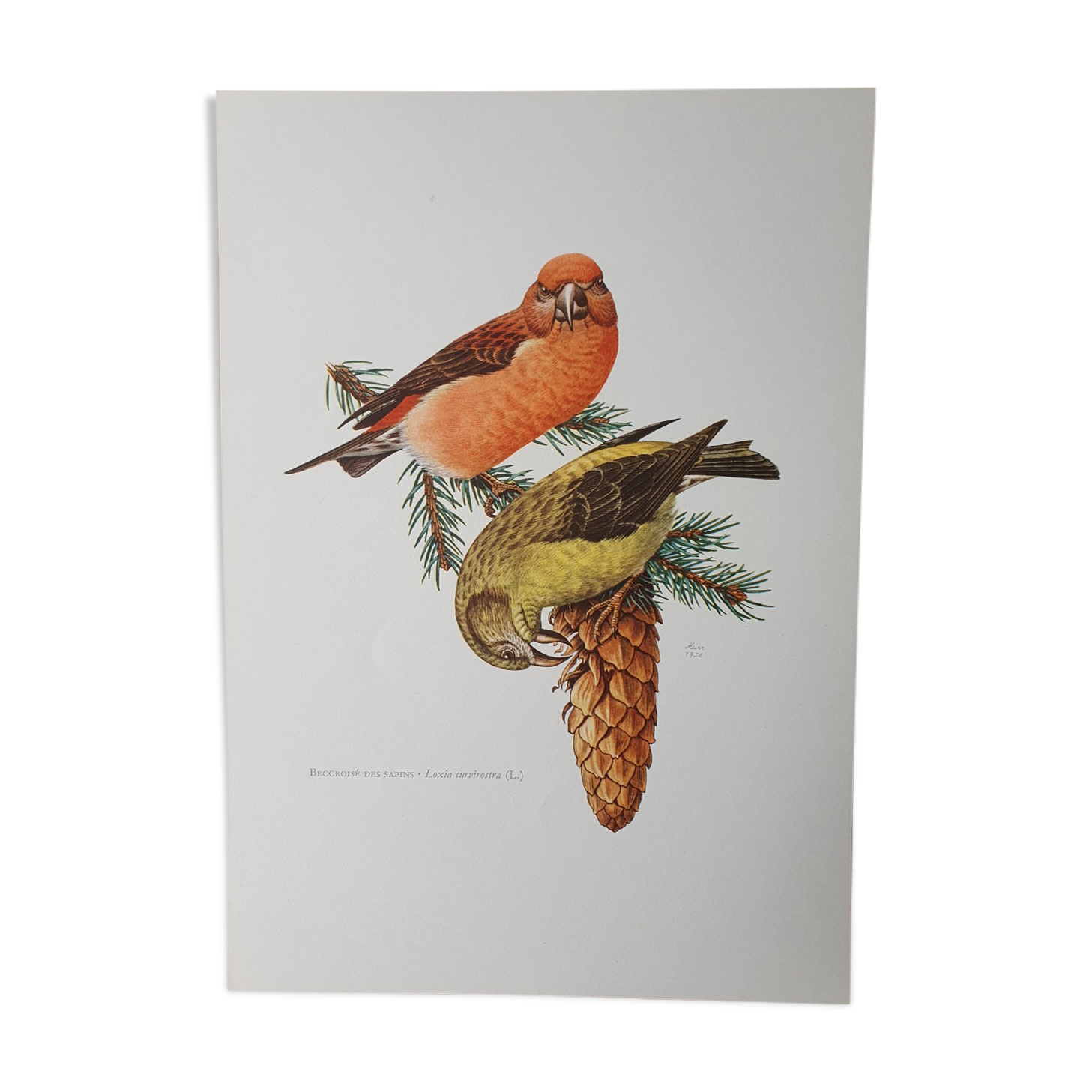 Fir crossbill bird board