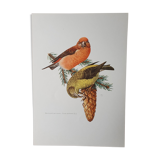 Fir crossbill bird board