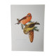 Fir crossbill bird board