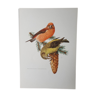 Fir crossbill bird board