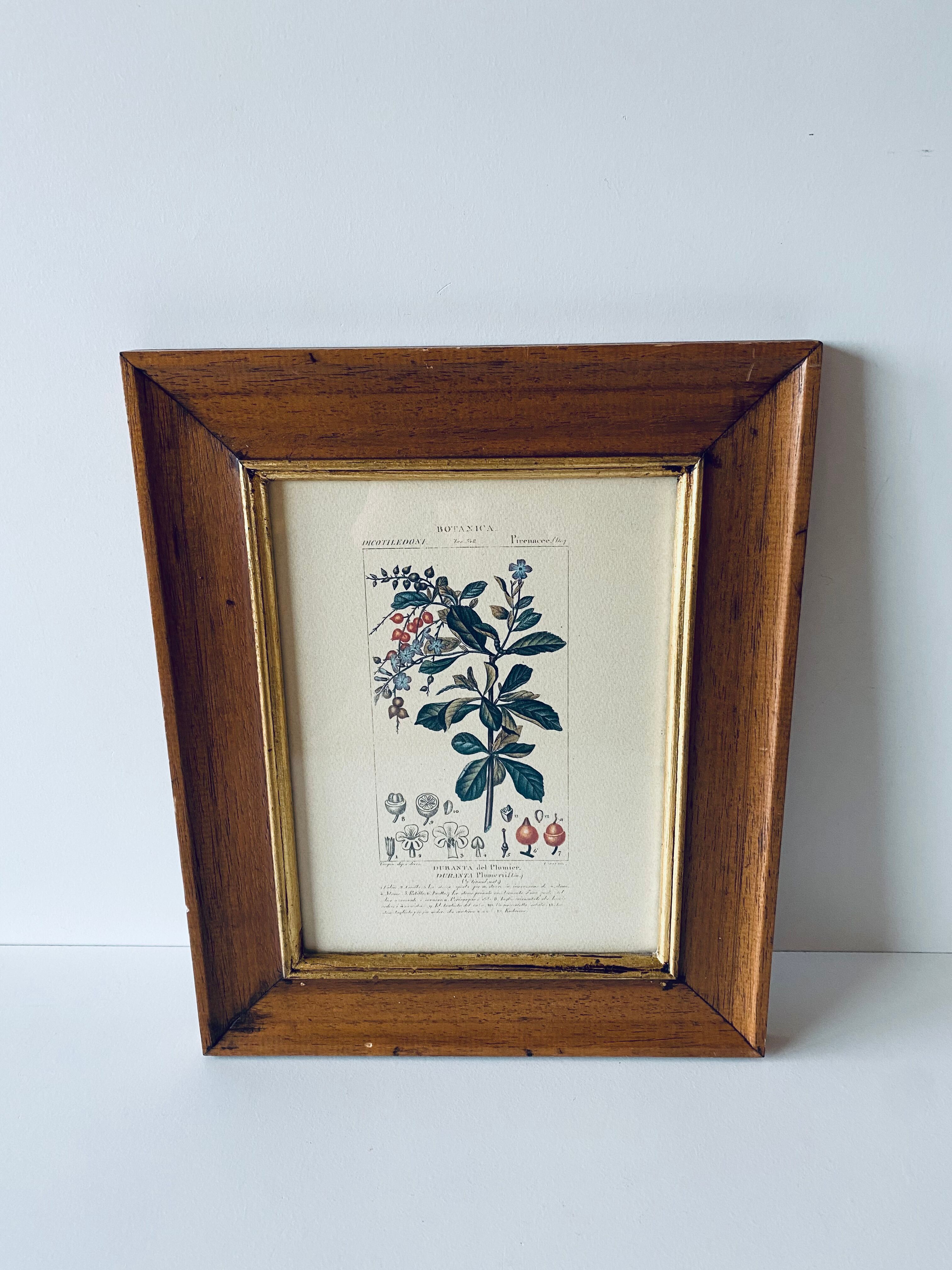 Framed botanical poster