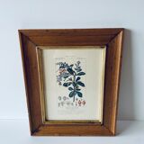 Framed botanical poster
