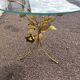 Florentine gold metal floral glass coffee table