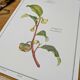 Printed in 1986, The Tea Planter. Original Vintage and Authentic.