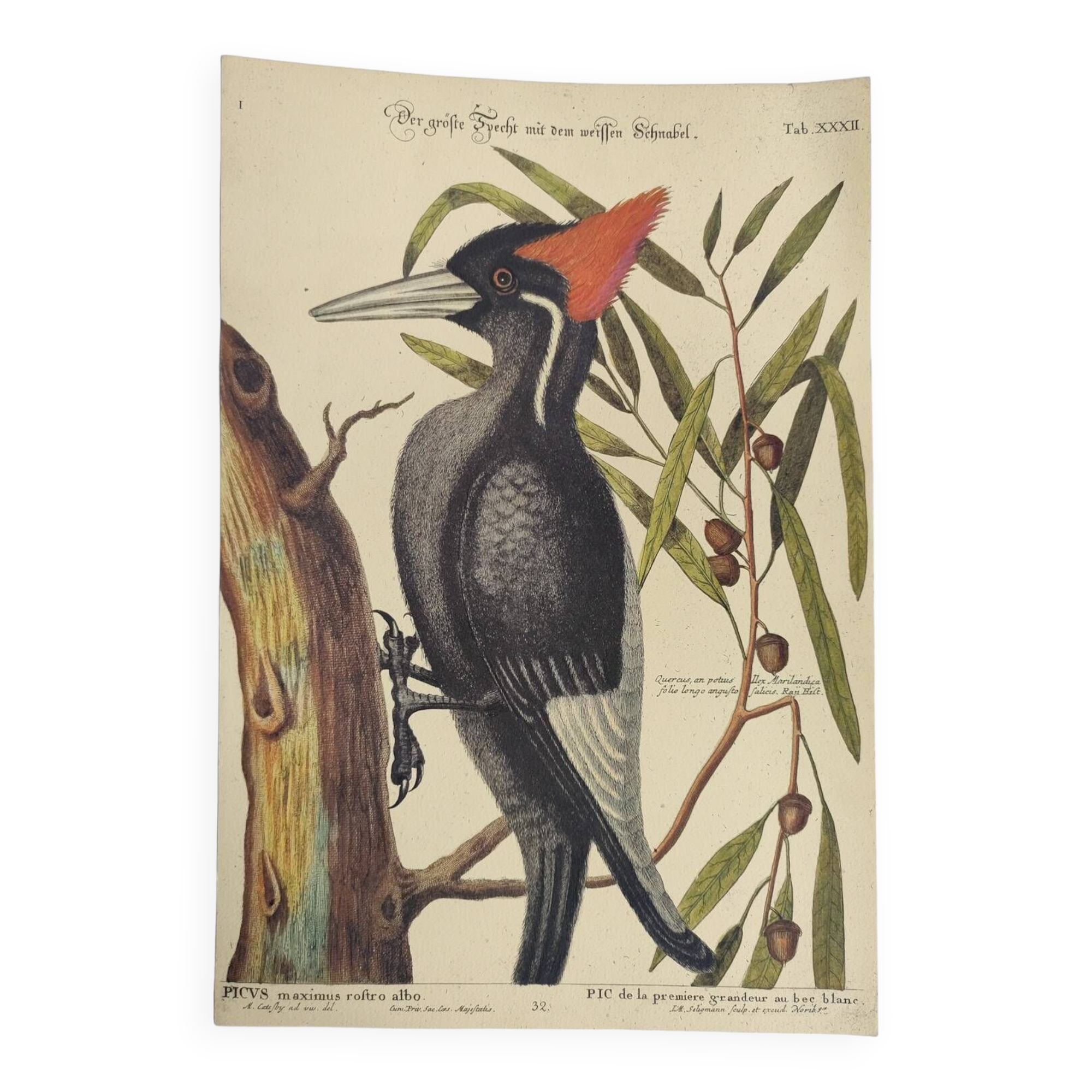 Old bird board - White-billed woodpecker - Zoological illustration by Seligmann and Catesby