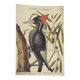 Old bird board - White-billed woodpecker - Zoological illustration by Seligmann and Catesby