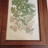 Duo botanical frames by hofleverancier