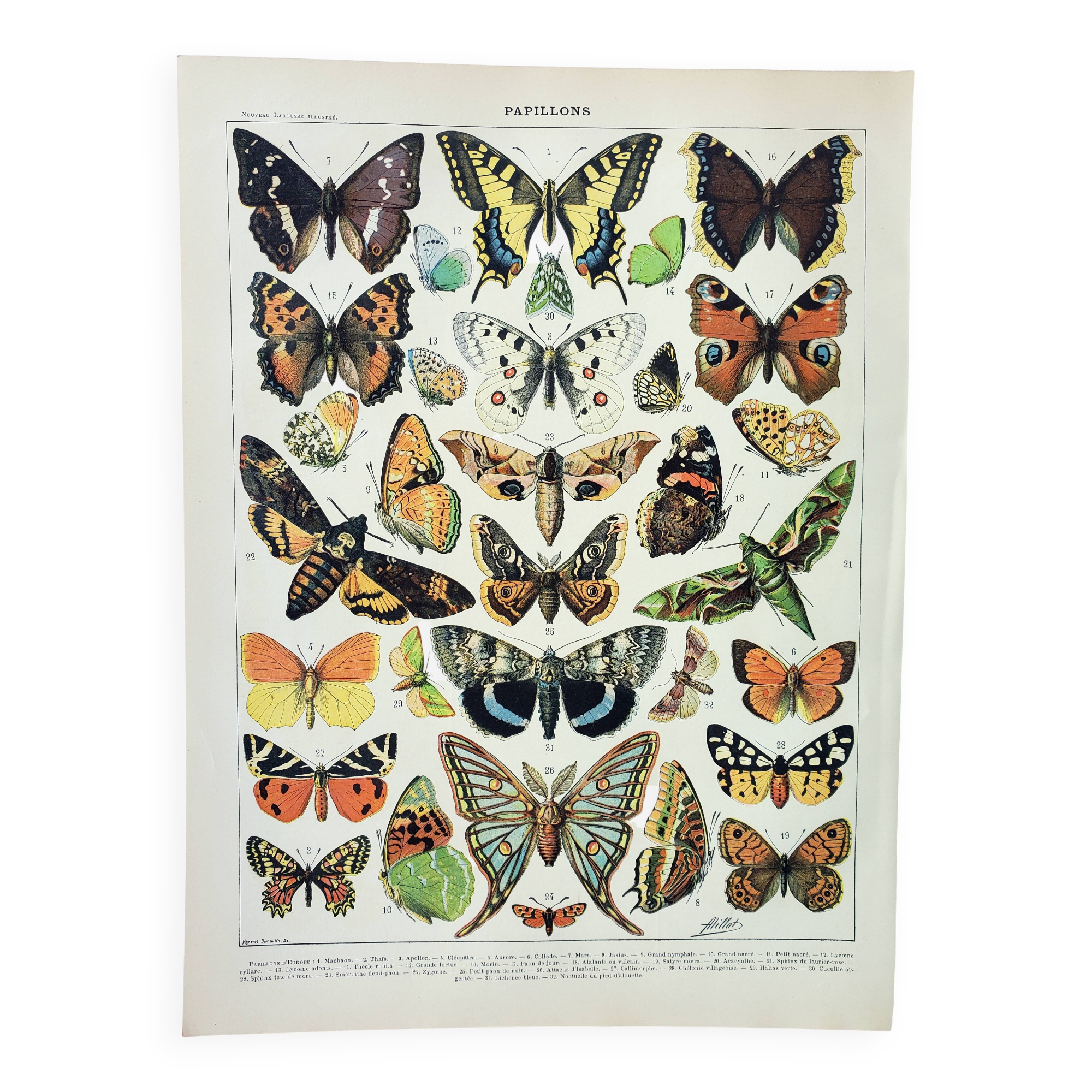 Antique engraving 1898, Butterflies of Europe, insects • Lithograph, original illustration