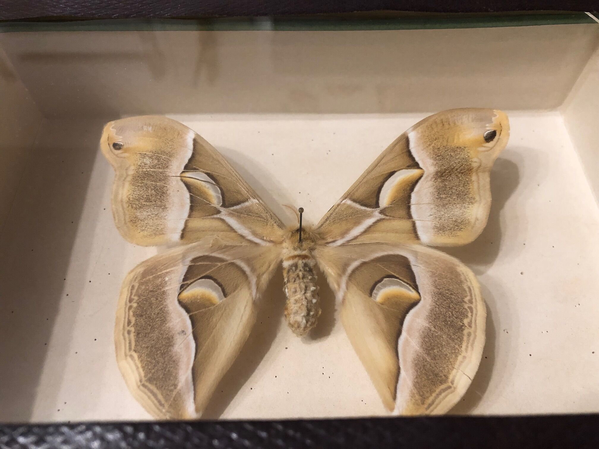 Naturalized butterfly frame