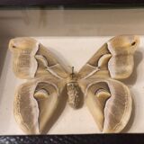 Naturalized butterfly frame