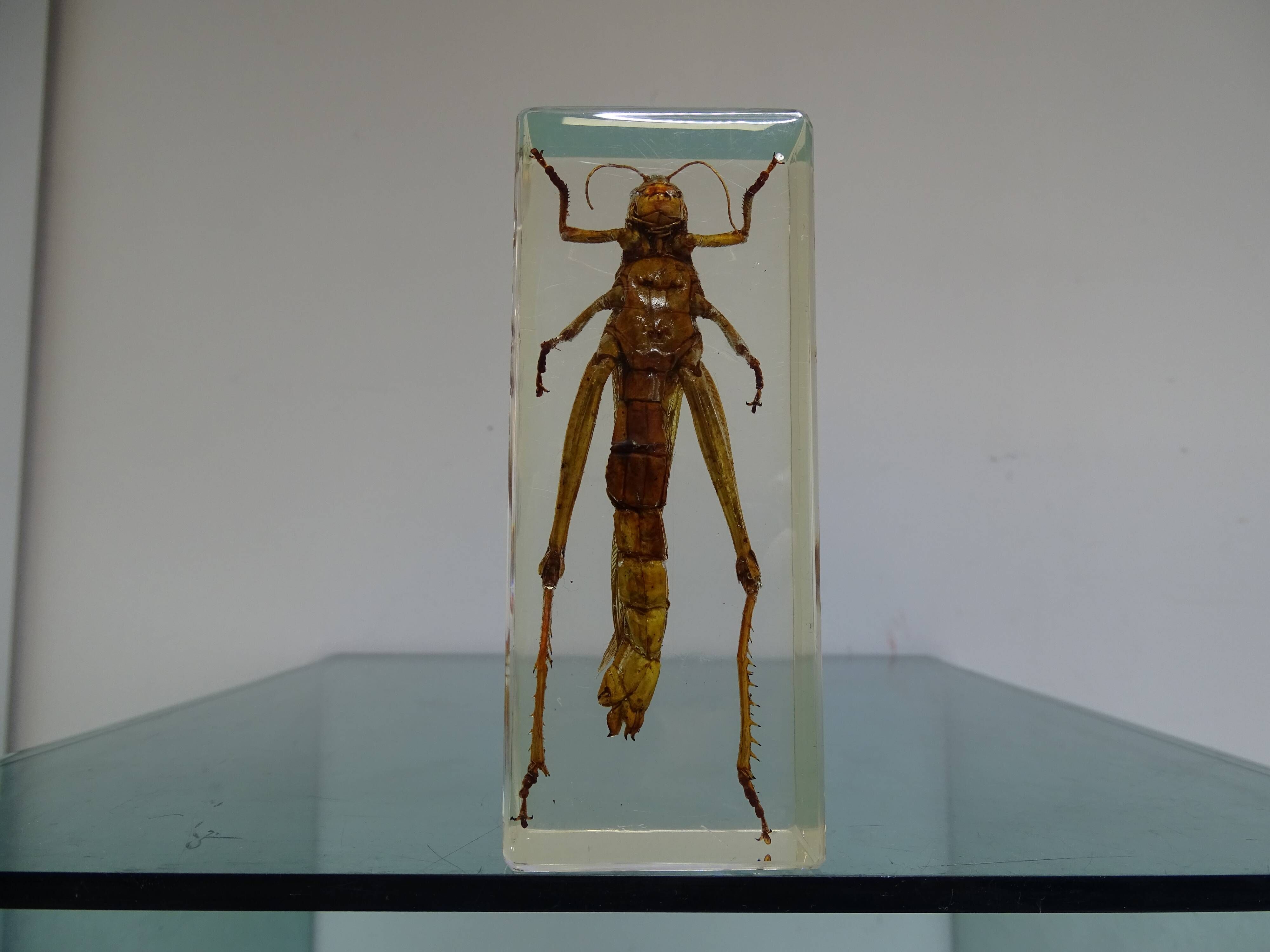 Locust inclusion vintage resin