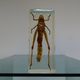 Locust inclusion vintage resin
