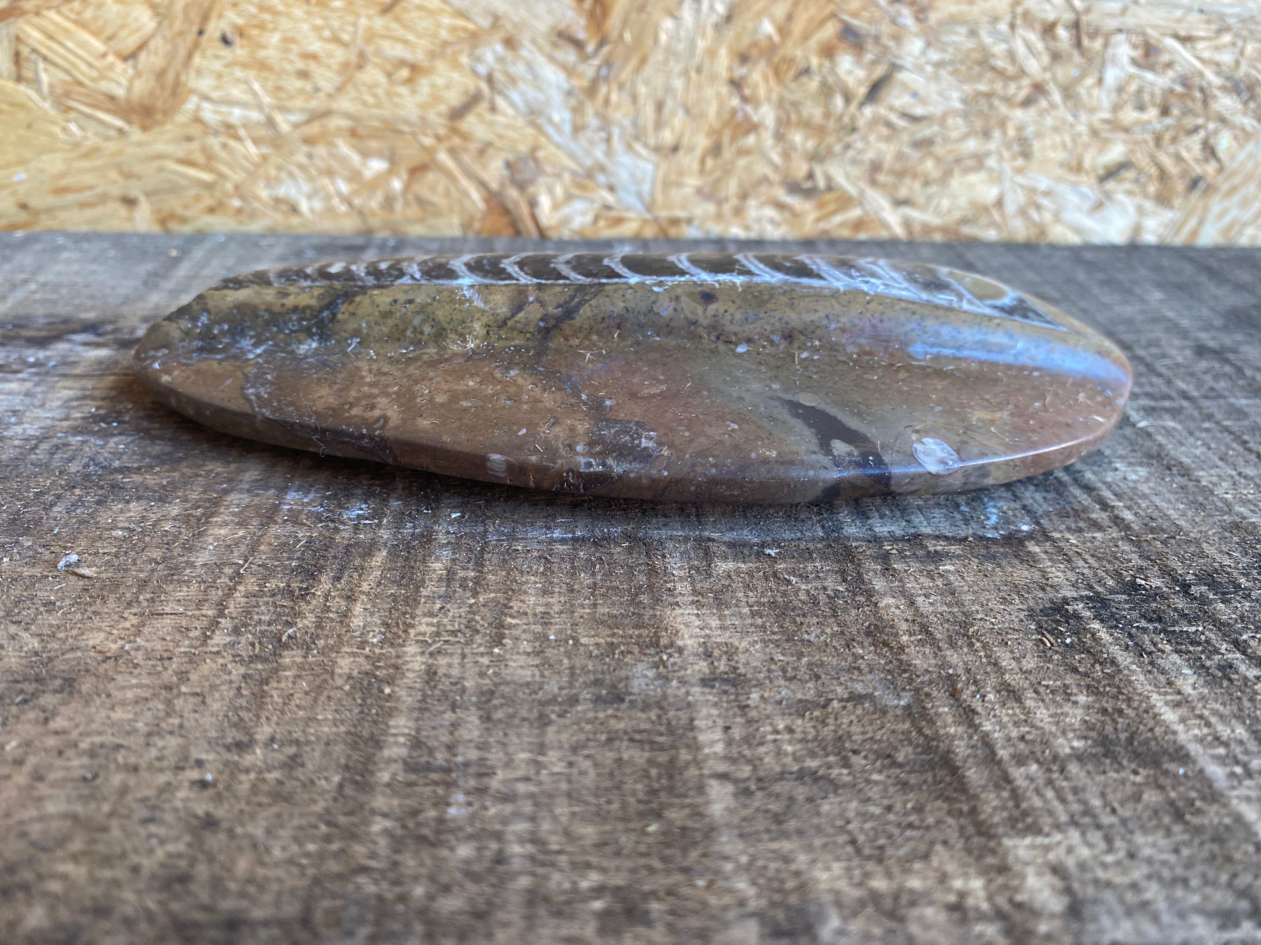 Ancient Fossil Orthoceras Polished Paperweight Vintage #D985