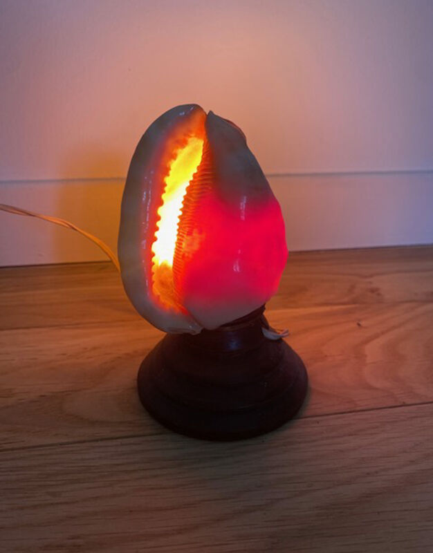 Shell lamp