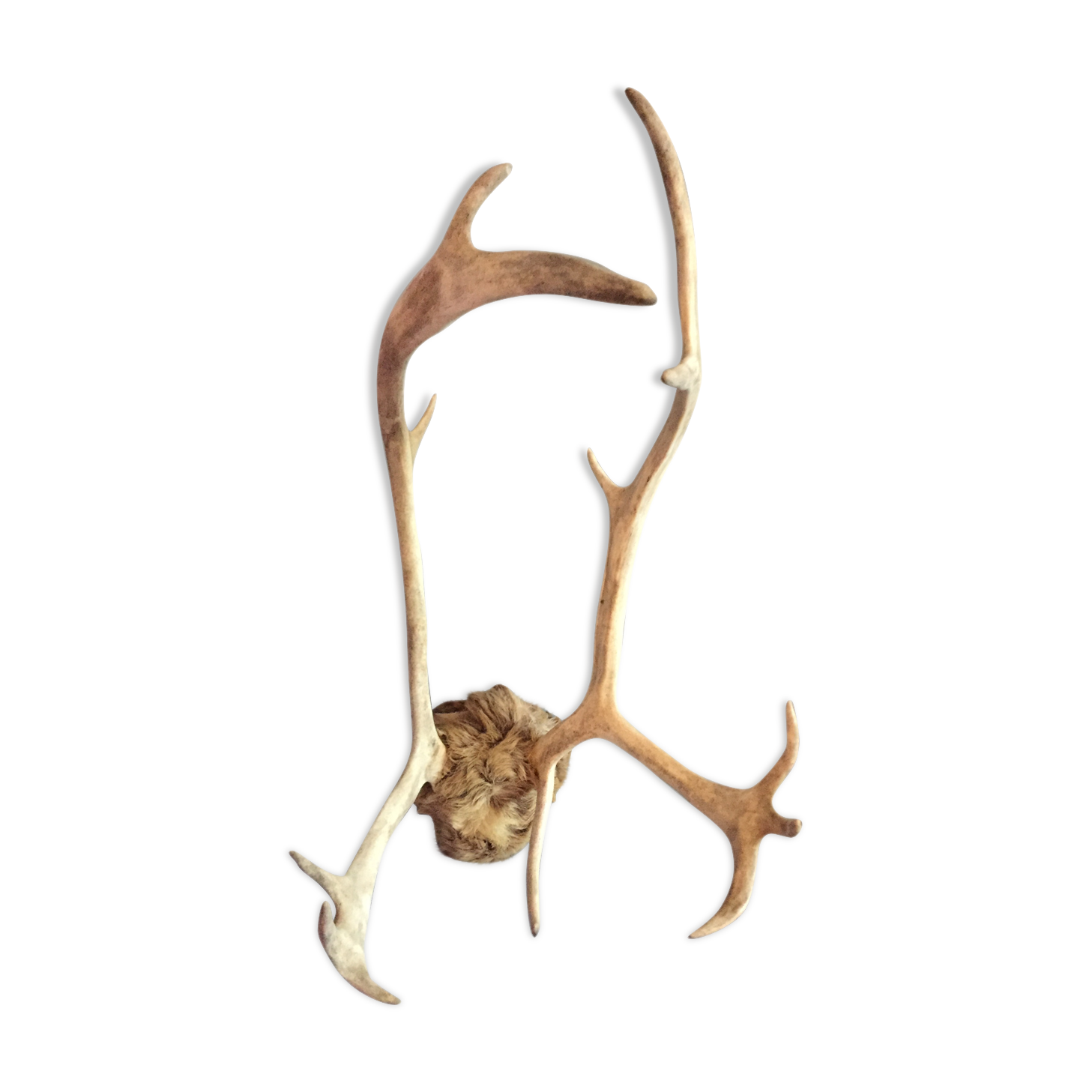 Wood hunting trophy deer