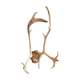 Wood hunting trophy deer