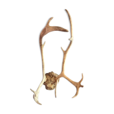 Trophée de chasse bois de cerf