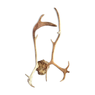 Wood hunting trophy deer