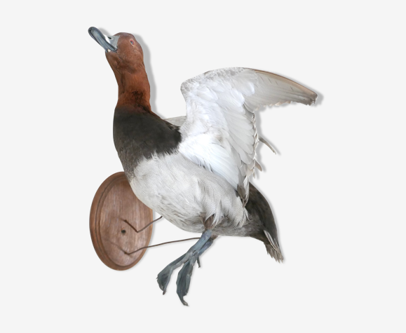 Canard naturalisé, décor mural, années 70