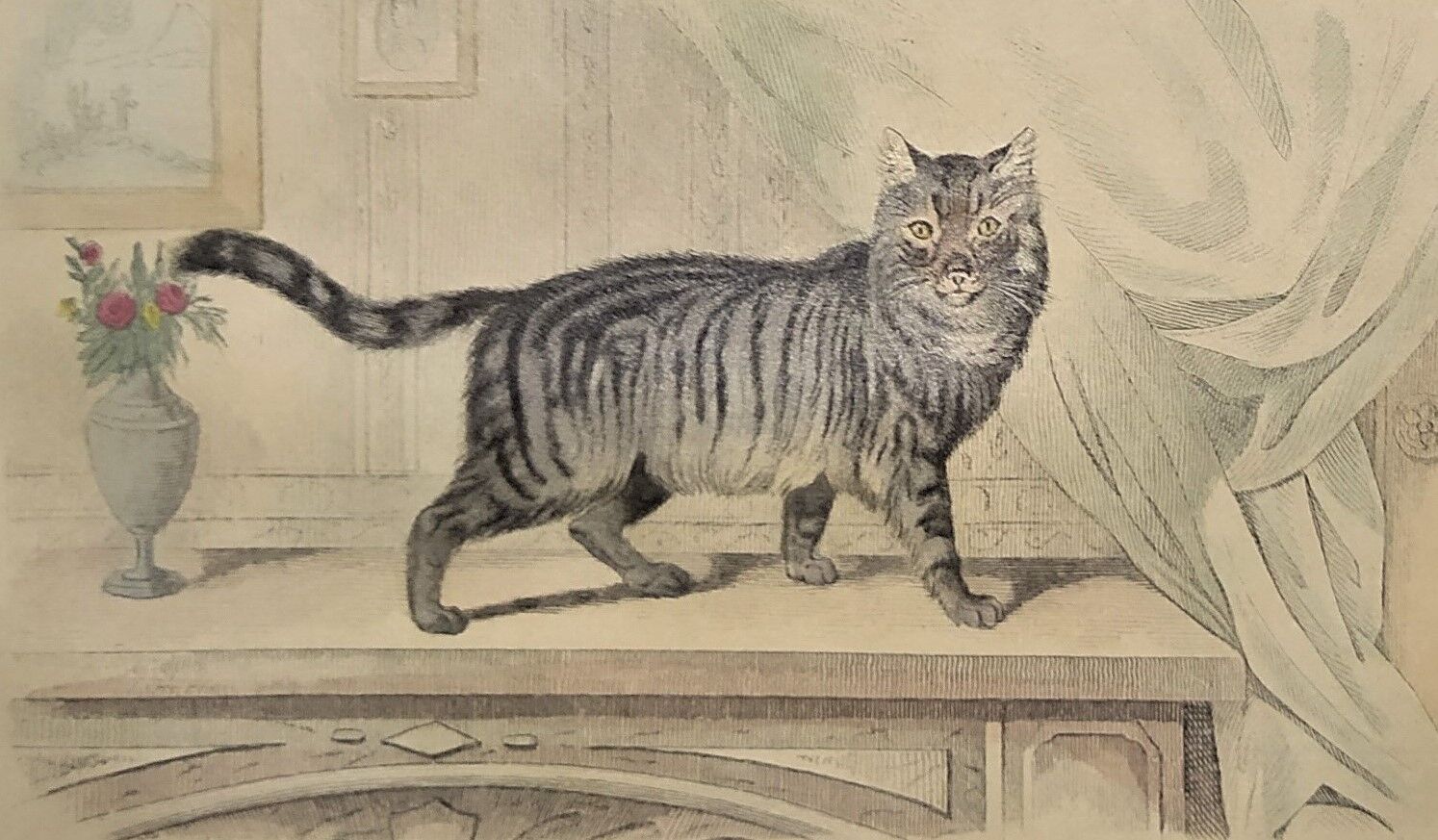 Original zoological plate of 1839 " domestic cat & angora "
