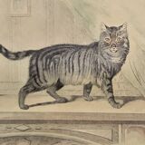 Original zoological plate of 1839 " domestic cat & angora "