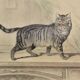 Planche zoologique originale de 1839 " chat domestique & angora "
