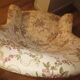 Napoleon III armchair