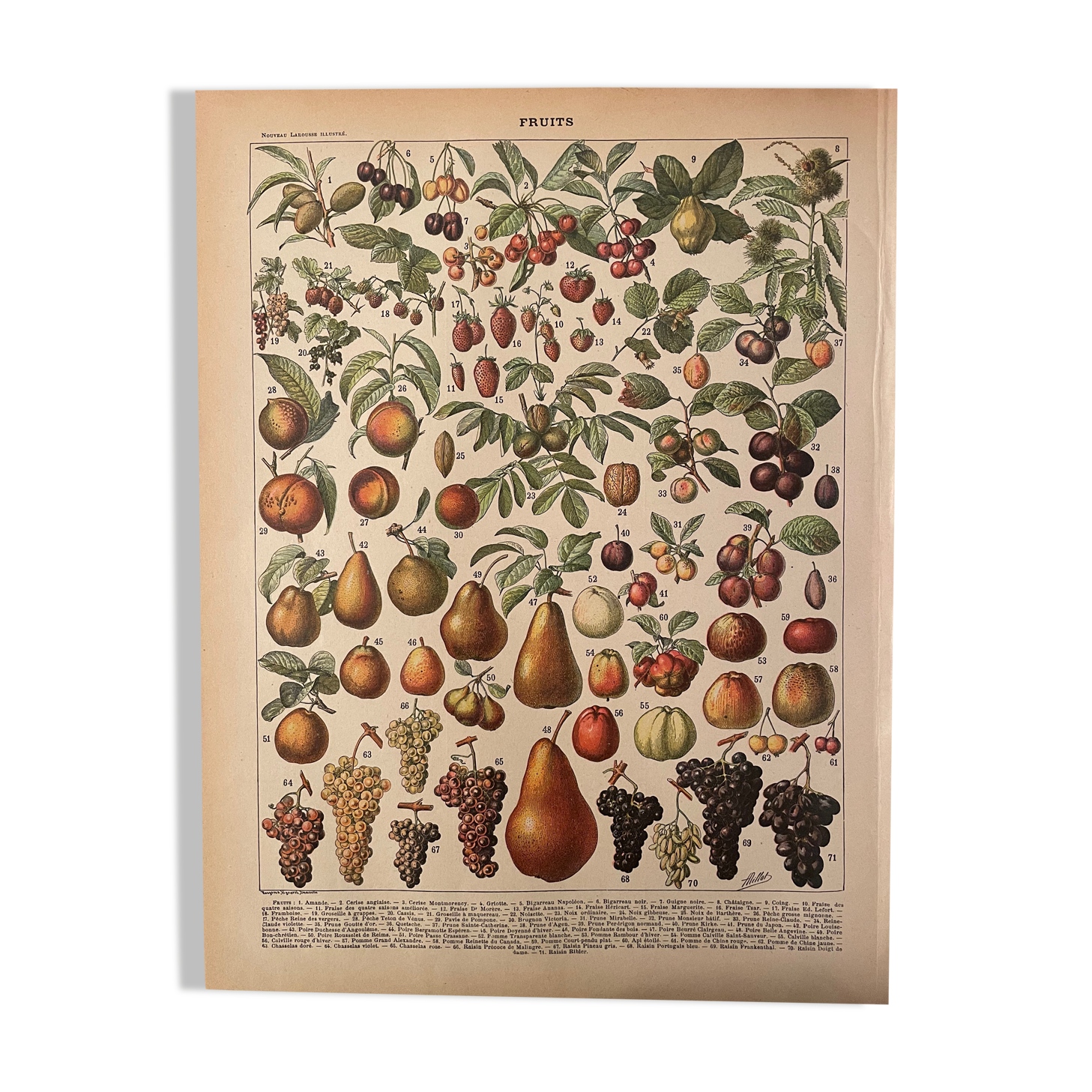 Lithograph engraving fruits 1897 (2)