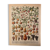 Lithographie gravure fruits 1897 (2)
