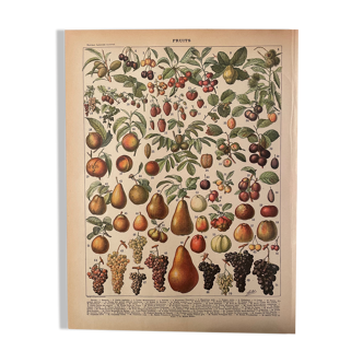 Lithographie gravure fruits 1897 (2)