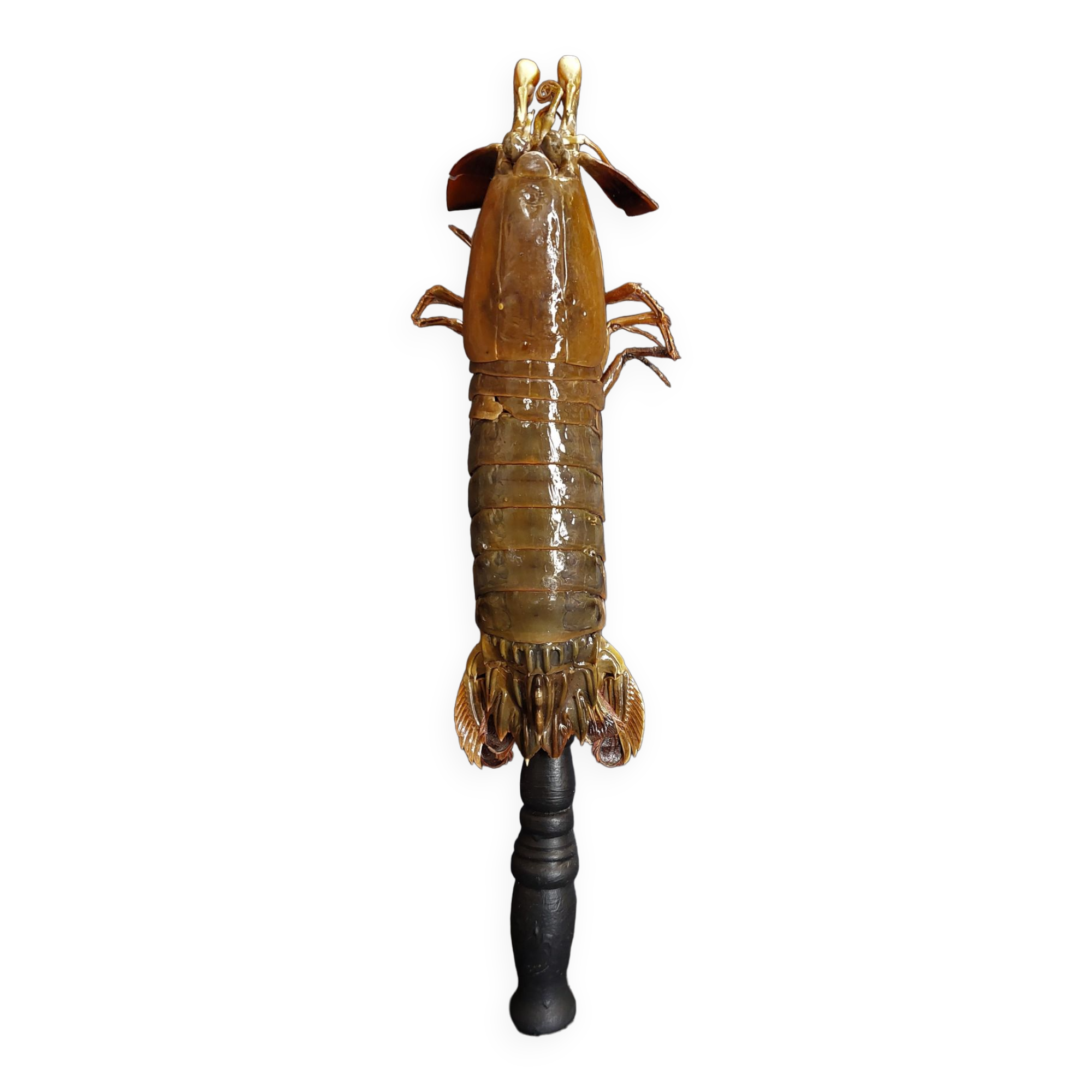 Cabinet of Curiosities haptosquilla trispinosa squille on pedestal