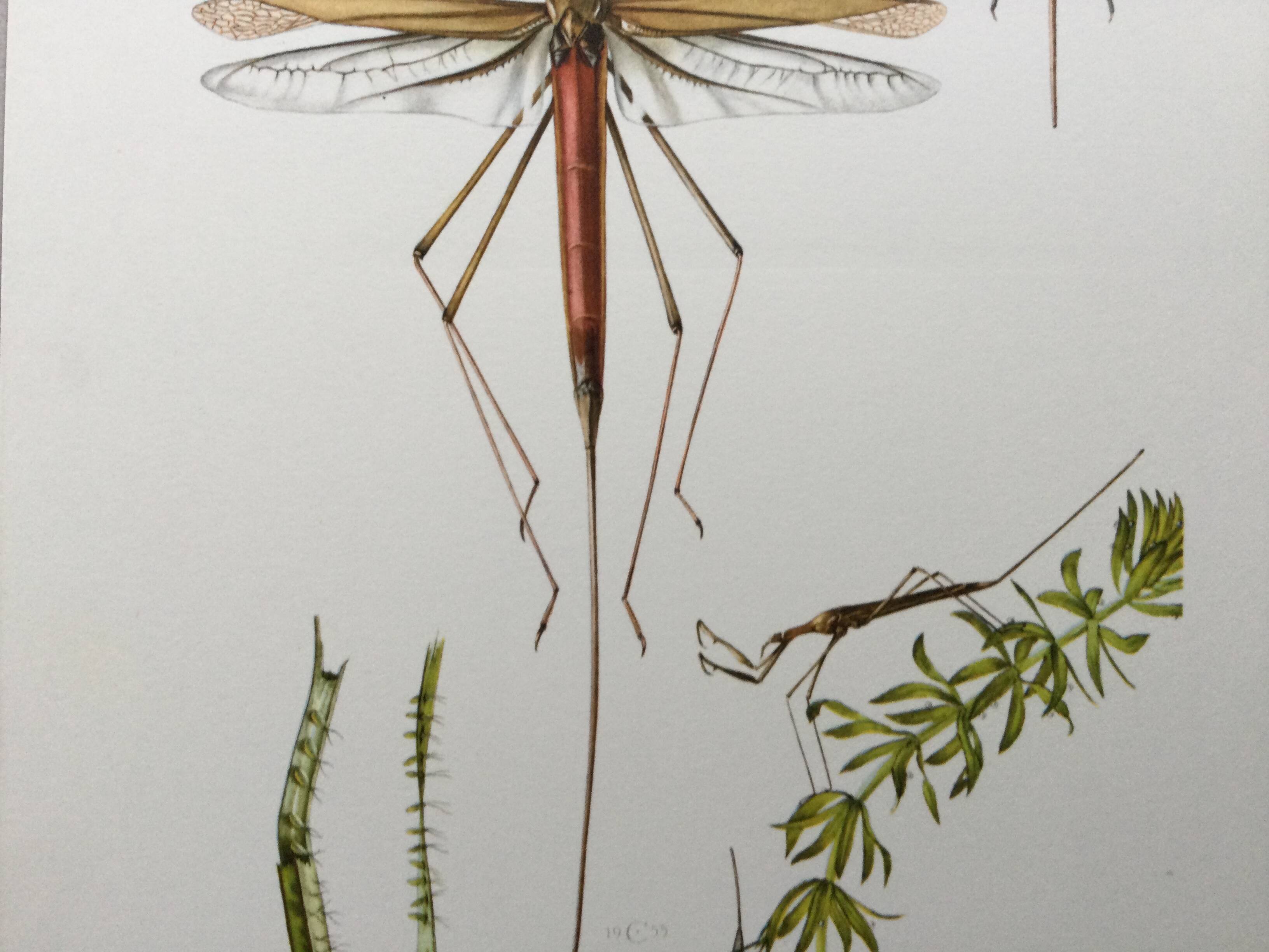 Vintage insect print. Original plate 1969.