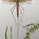 Vintage insect print. Original plate 1969.