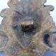 Brass lion head. Furniture decoration, leftover knocker or large nail cover?