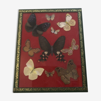 Papillons sous verre vintage