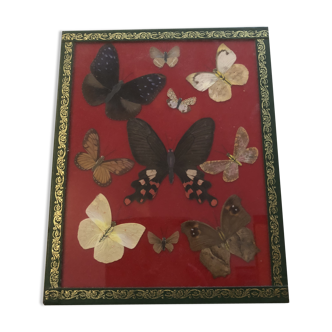 Butterflies under glass vintage